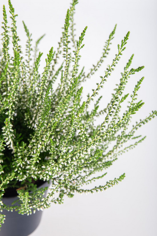 Vřes obecný, Calluna vulgaris, bílý, průměr květináče 10.5 cm-13384