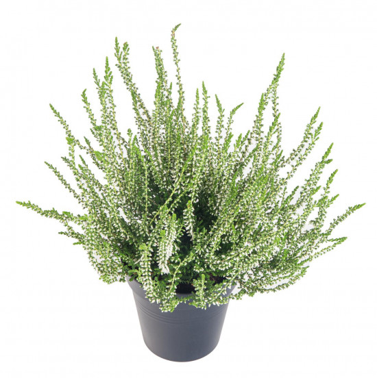 Vřes obecný, Calluna vulgaris, bílý, průměr květináče 10.5 cm-13385