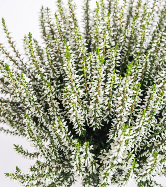 Vřes obecný, Calluna vulgaris, bílý, průměr květináče 12 cm-14695