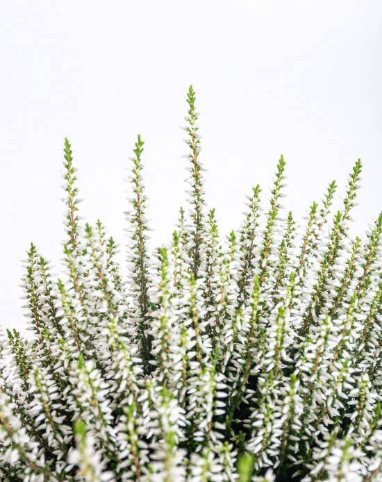 Vřes obecný, Calluna vulgaris, bílý, průměr květináče 12 cm-14696