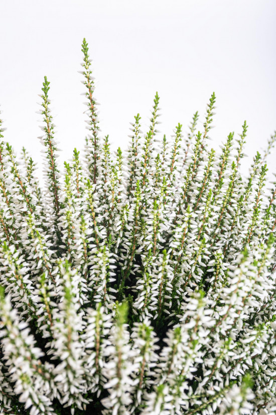 Vřes obecný, Calluna vulgaris, bílý, průměr květináče 12 cm-14697