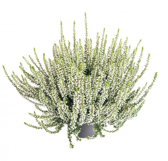 Vřes obecný, Calluna vulgaris, bílý, průměr květináče 12 cm-14698