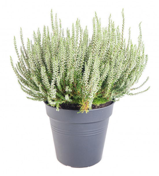 Vřes obecný, Calluna vulgaris, bílý, průměr květináče 17 cm