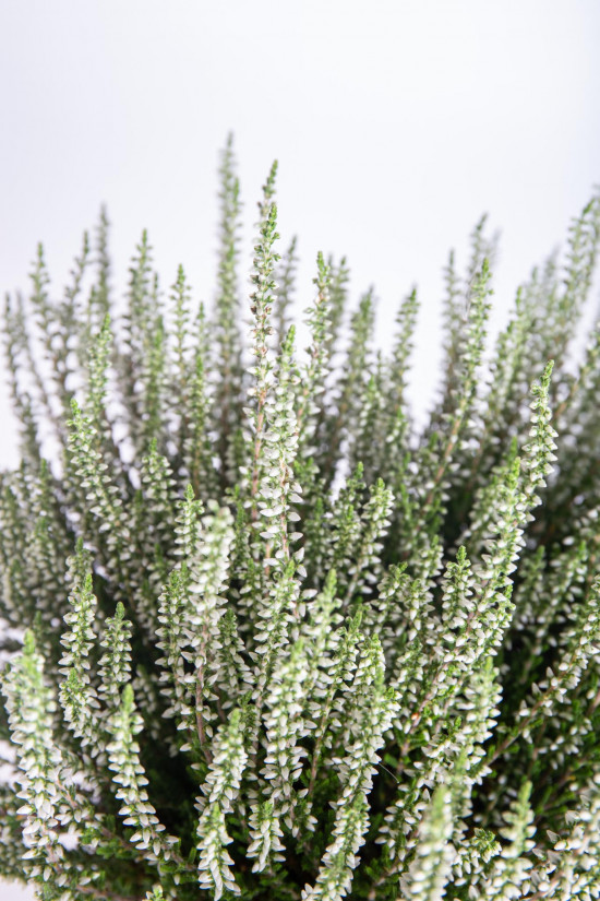 Vřes obecný, Calluna vulgaris, bílý, průměr květináče 17 cm-13022
