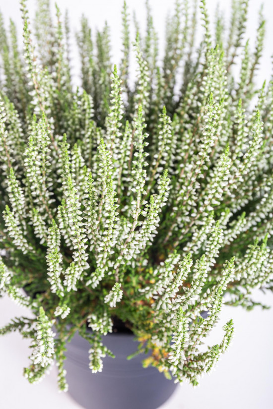 Vřes obecný, Calluna vulgaris, bílý, průměr květináče 17 cm-13023
