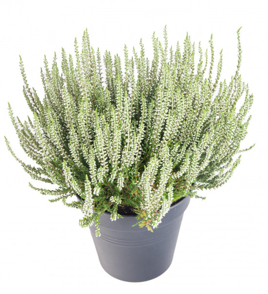Vřes obecný, Calluna vulgaris, bílý, průměr květináče 17 cm-13024