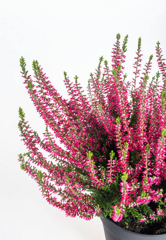 Vřes obecný, Calluna vulgaris, červený, průměr květináče 12 cm-14690