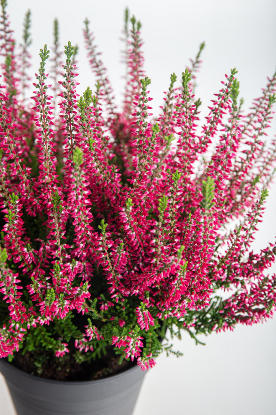 Vřes obecný, Calluna vulgaris, červený, průměr květináče 12 cm-14691
