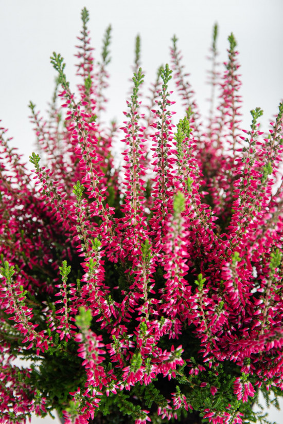 Vřes obecný, Calluna vulgaris, červený, průměr květináče 12 cm-14692