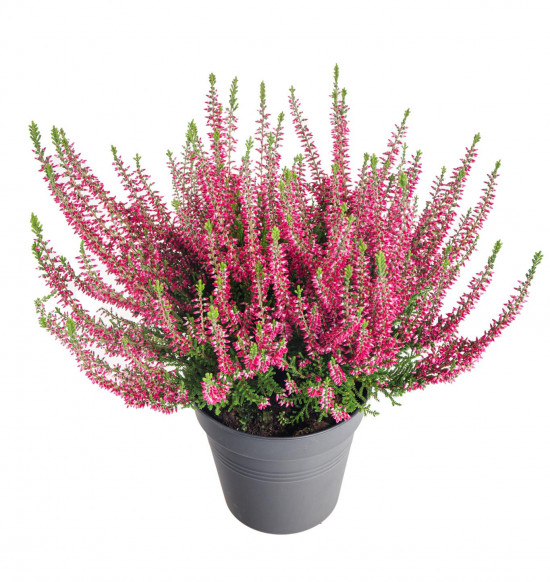 Vřes obecný, Calluna vulgaris, červený, průměr květináče 12 cm-14693