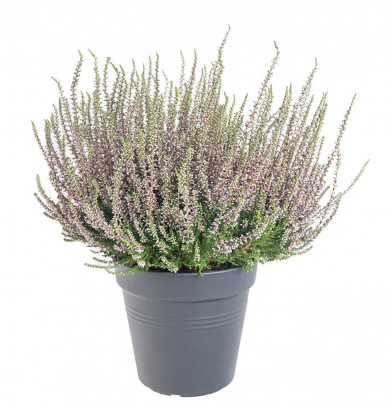Vřes obecný, Calluna vulgaris, fialový, průměr květináče 10.5 cm