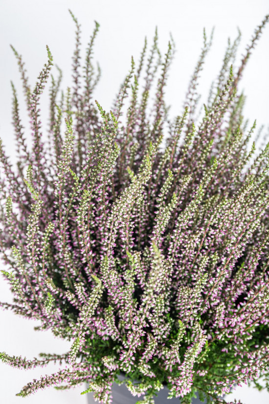 Vřes obecný, Calluna vulgaris, fialový, průměr květináče 10.5 cm-20899