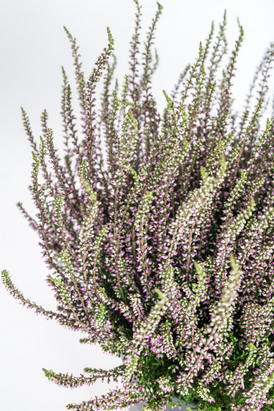 Vřes obecný, Calluna vulgaris, fialový, průměr květináče 10.5 cm-20900