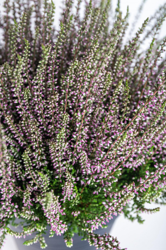 Vřes obecný, Calluna vulgaris, fialový, průměr květináče 10.5 cm-20901