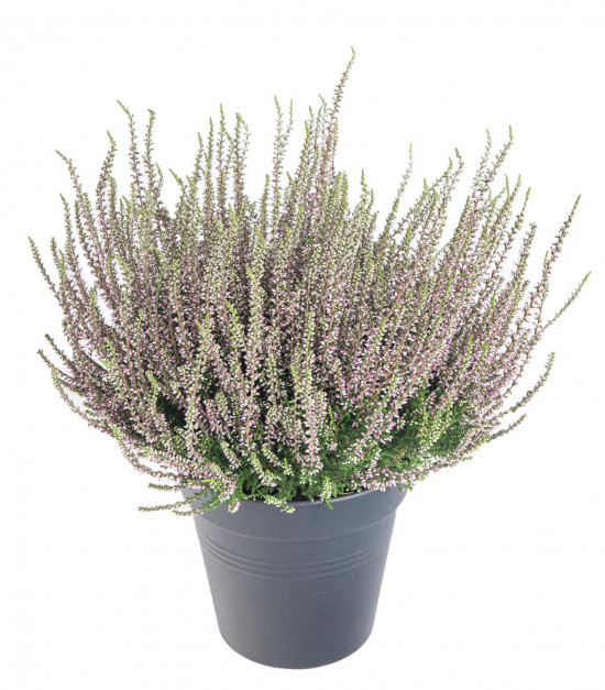 Vřes obecný, Calluna vulgaris, fialový, průměr květináče 10.5 cm-20902