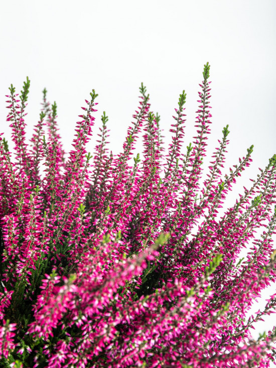 Vřes obecný, Calluna vulgaris, fialový, průměr květináče 12 cm-14681