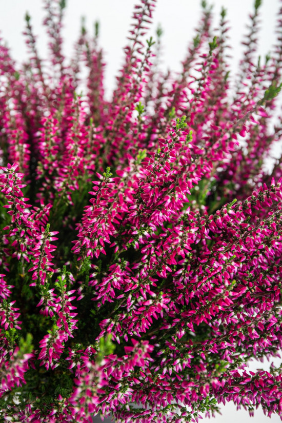 Vřes obecný, Calluna vulgaris, fialový, průměr květináče 12 cm-14682