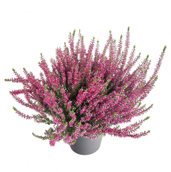 Vřes obecný, Calluna vulgaris, fialový, průměr květináče 12 cm-14683