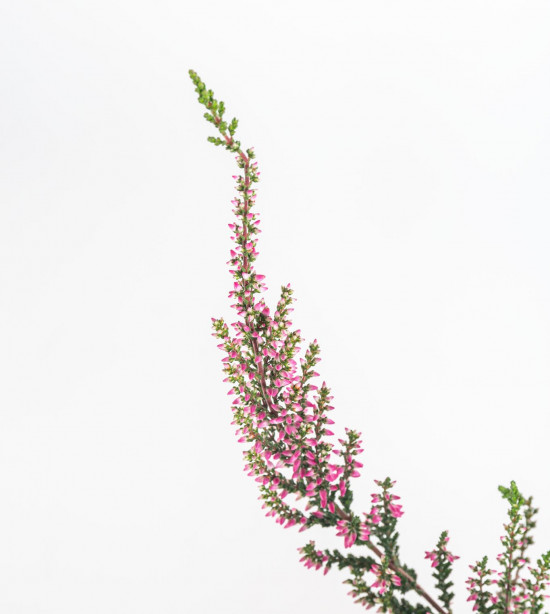 Vřes obecný, Calluna vulgaris, růžový, průměr květináče 10.5 cm-12259