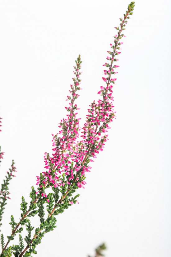 Vřes obecný, Calluna vulgaris, růžový, průměr květináče 10.5 cm-12260