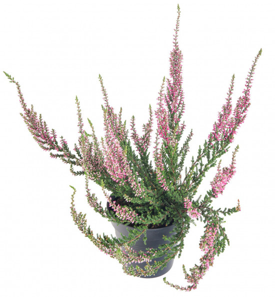 Vřes obecný, Calluna vulgaris, růžový, průměr květináče 10.5 cm-12261