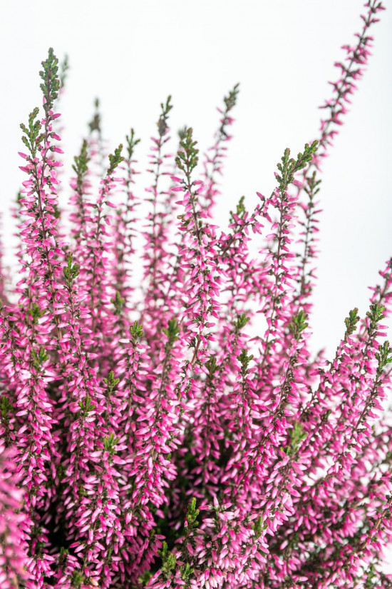 Vřes obecný, Calluna vulgaris, růžový, průměr květináče 12 cm-14685