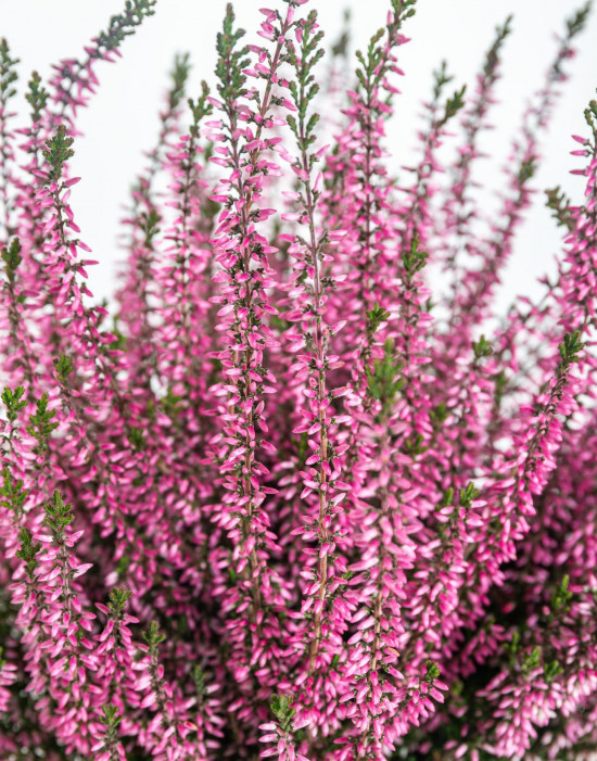 Vřes obecný, Calluna vulgaris, růžový, průměr květináče 12 cm-14686