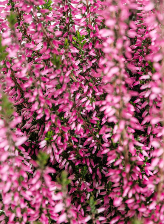 Vřes obecný, Calluna vulgaris, růžový, průměr květináče 12 cm-14687