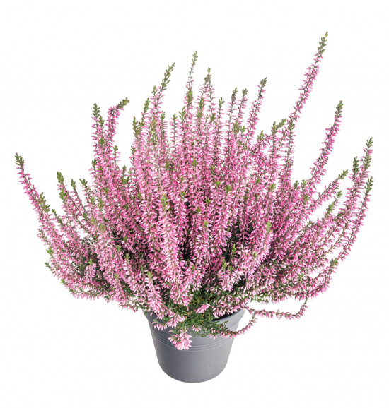 Vřes obecný, Calluna vulgaris, růžový, průměr květináče 12 cm-14688