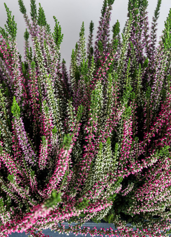 Vřes obecný, Calluna vulgaris, vícebarevný, truhlík 40 cm-26039