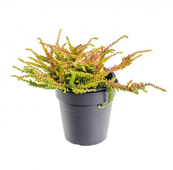 Vřes obecný, Calluna vulgaris, žluto - zelený, průměr květináče 10.5 cm