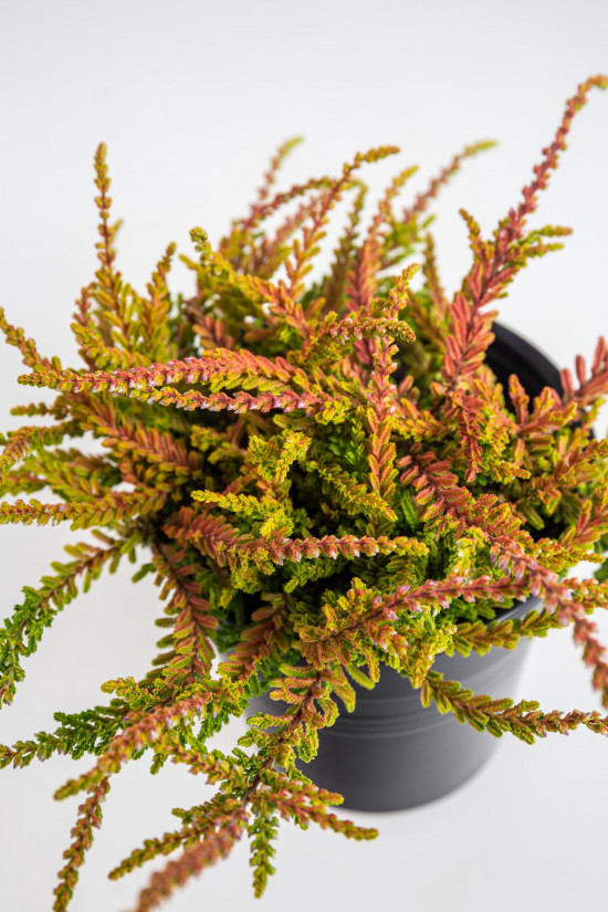 Vřes obecný, Calluna vulgaris, žluto - zelený, průměr květináče 10.5 cm-20895