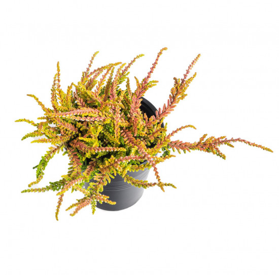 Vřes obecný, Calluna vulgaris, žluto - zelený, průměr květináče 10.5 cm-20896