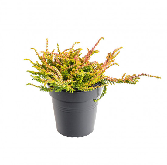 Vřes obecný, Calluna vulgaris, žluto - zelený, průměr květináče 10.5 cm-20897