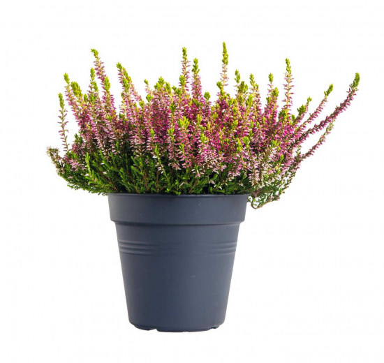 Vřes obecný Golden Angie, Calluna vulgaris, průměr květináče 13 cm