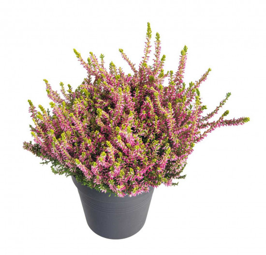 Vřes obecný Golden Angie, Calluna vulgaris, průměr květináče 13 cm-26059
