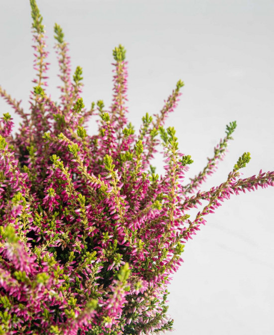 Vřes obecný Golden Angie, Calluna vulgaris, průměr květináče 13 cm-26060