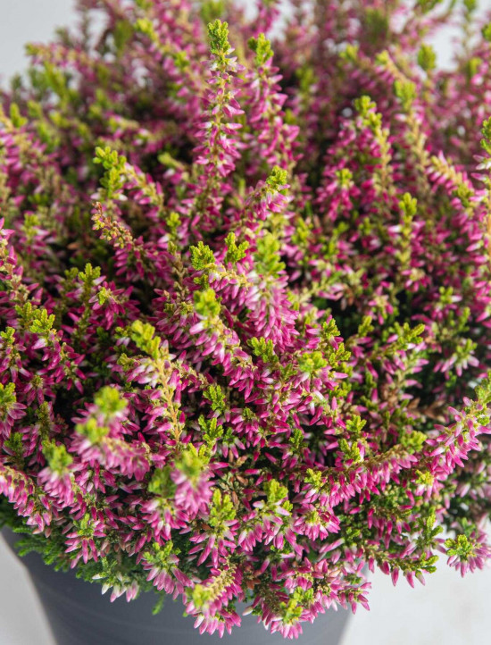 Vřes obecný Golden Angie, Calluna vulgaris, průměr květináče 13 cm-26061