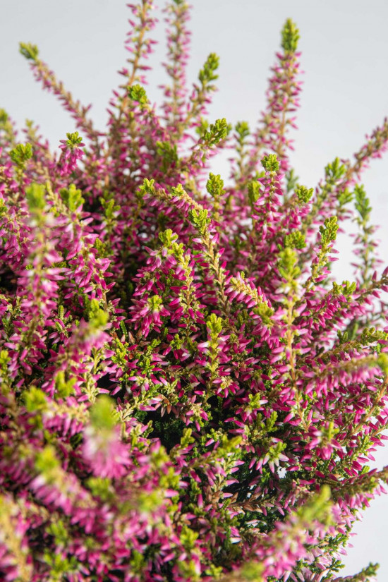 Vřes obecný Golden Angie, Calluna vulgaris, průměr květináče 13 cm-26062