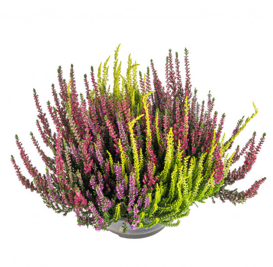 Vřes obecný High Five, Calluna vulgaris, miska, průměr květináče 23 cm-13061