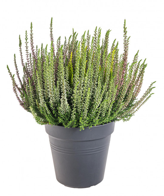 Vřes obecný High Five, Calluna vulgaris, průměr květináče 17 cm