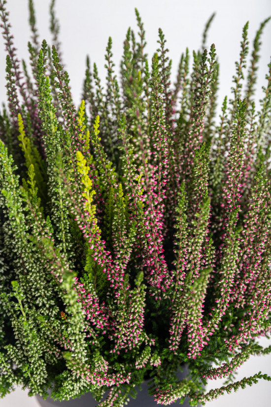 Vřes obecný High Five, Calluna vulgaris, průměr květináče 17 cm-13009