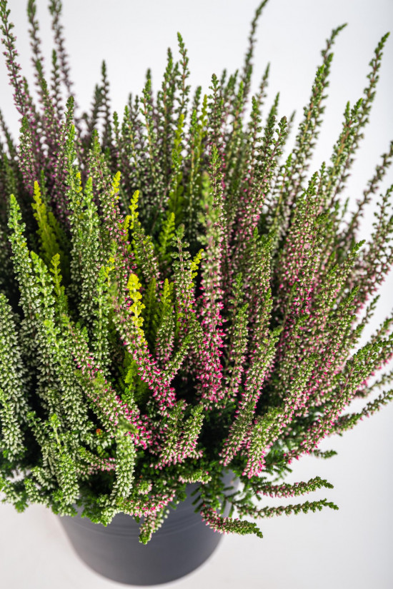Vřes obecný High Five, Calluna vulgaris, průměr květináče 17 cm-13010