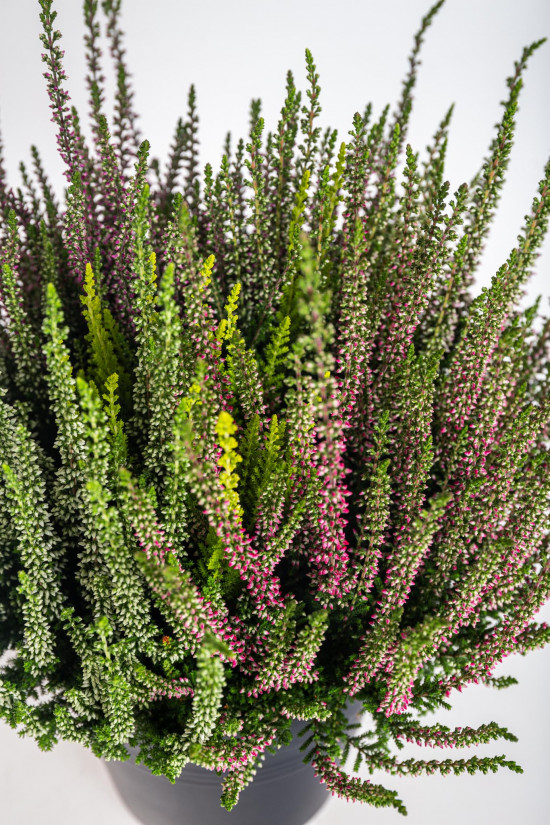 Vřes obecný High Five, Calluna vulgaris, průměr květináče 17 cm-13011
