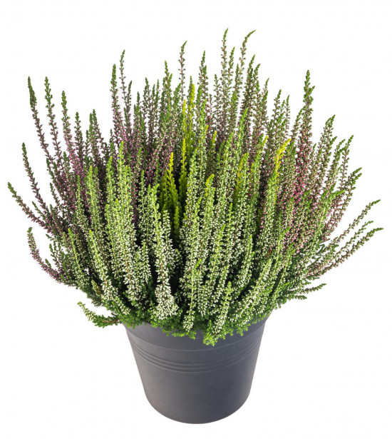 Vřes obecný High Five, Calluna vulgaris, průměr květináče 17 cm-13012