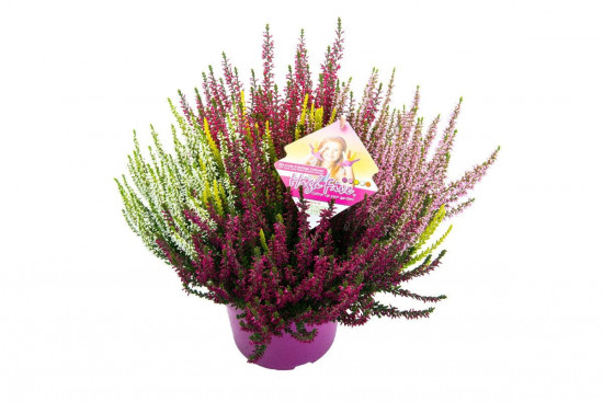 Vřes obecný High Five, Calluna vulgaris, průměr květináče 17 cm-3648