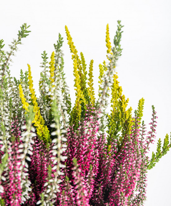 Vřes obecný Trios, Calluna vulgaris, tříbarevný, průměr květináče 13 cm-14322