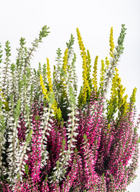 Vřes obecný Trios, Calluna vulgaris, tříbarevný, průměr květináče 13 cm-14323
