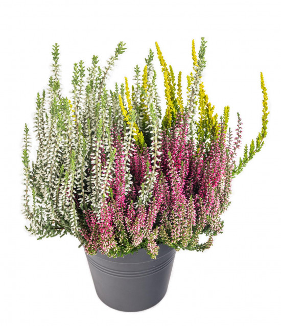 Vřes obecný Trios, Calluna vulgaris, tříbarevný, průměr květináče 13 cm-14324