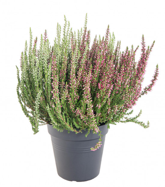 Vřes obecný Twins, Calluna vulgaris, dvoubarevný, průměr květináče 12 cm